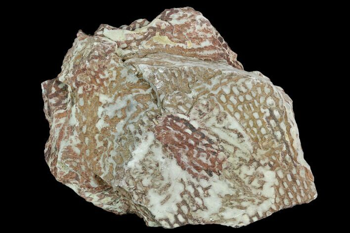 Ordovician Graptolite (Araneograptus) Plate - Morocco #126415